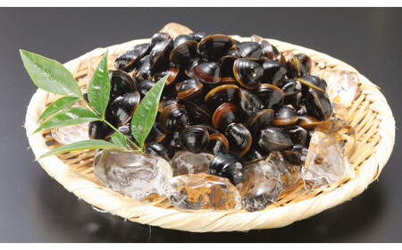 ぷっくり大きな身！食べて美味しい！神西湖産大和しじみ＜３回定期便＞【3-052】