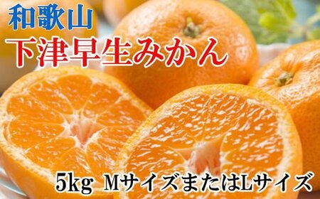 果物 くだもの フルーツ 蜜柑 みかん / 【産直】和歌山下津早生みかんMまたはL5kg ※2024年11月中旬～2025年1月中旬頃に順次発送【tec871】