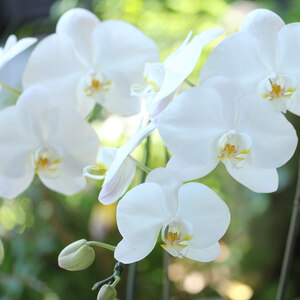 蘭 洋蘭 大輪胡蝶蘭 2本立ち（高さ70～80cm／幅約40cm）