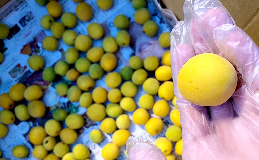 太宰府市産梅ジュース（スタンダード）200ml×3本