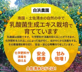 【先行予約】<訳あり> ぽんかん   5kg 高糖度 みかん 柑橘 高知 土佐清水 甘い ジューシー 完熟 フルーツ 果物 ビタミンC 旬 M～2Lサイズ 減農薬 産直 季節限定 家庭用 自宅用【R0