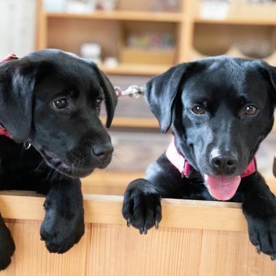 ふるさと納税 宍粟市 宍粟鹿肉100%　無添加ドッグフード(一般食&amp;野菜ふりかけセット)　O14