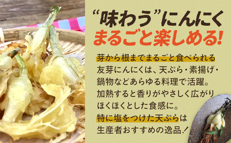 友芽にんにく 予約受付 生 50本 にんにく ガーリック ニンニク 国産 スプラウト 発芽 おつまみ 料理 栄養豊富 丸ごと 臭い におい ニオイ 福岡県 福岡 九州 グルメ お取り寄せ メール便（ポ