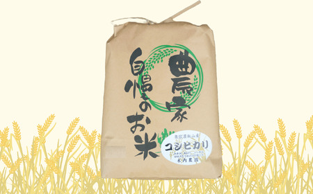 【先行予約】[令和７年産] 奥信濃飯山～木内ファームのお米～ コシヒカリ 玄米 10㎏ (7-11A)