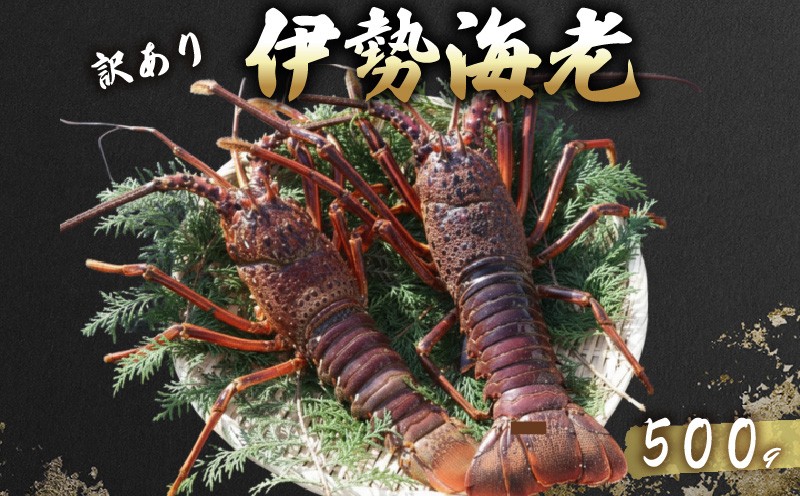 
                  【 先行予約 】 活 伊勢海老 訳あり 500g(1～3匹) 冷蔵 活き伊勢海老 訳あり 室戸産 国産 エビ えび 海鮮 魚介 産地直送 プリプリ 味噌汁 刺身 焼き物 汁物 室戸海洋深層水 黒潮 高知県 室戸市 
                