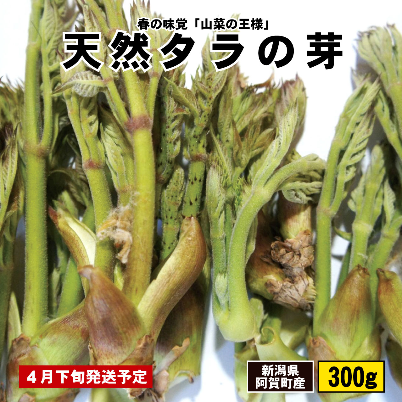 【ふるさと納税】山菜 タラの芽 たらの芽 天然 300g 山菜の王様 新潟 阿賀 春の旬 食材 期間限定 数量限定 送料無料