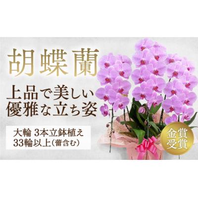 ふるさと納税 山口市 【金賞受賞】 スタンダード*姫葵(ヒメアオイ)大輪*3本立 B101