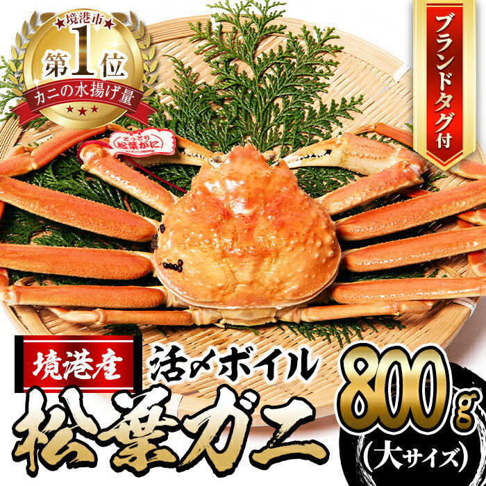 【ふるさと納税】＜先行予約受付中！11月中旬～順次発送予定＞活〆ボイル松葉蟹(大/800g～) タグ付き 魚介 海鮮 海の幸 カニ かに 蟹 松葉ガニ 活〆 ボイル 焼きガニ 鍋 弾力 甘み 冷蔵【sm-AL012】【マルツ】