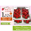 【ふるさと納税】イチゴ いちご 新品種 【1～2月発送】掛川産 完熟いちご 食べ比べセット「 ミズノ農園の 紅ほっぺ 2パック＋ すずの薫り 2パック」各280g×2パックずつ 計4パック（約1.12kg）〔 苺 すずのかおり 香り 甘い ボリューム 掛川市 ミズノ農園 〕