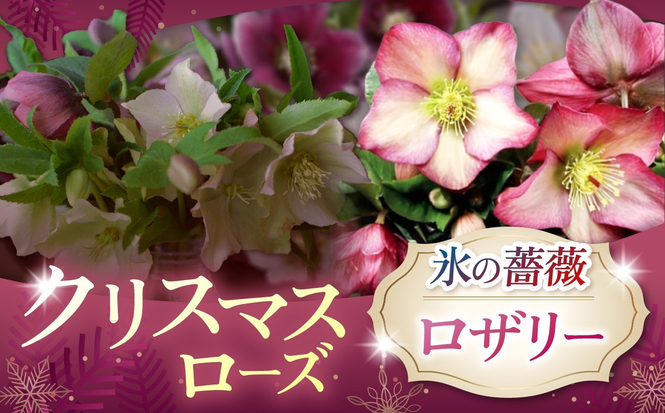 
            クリスマスローズ・氷の薔薇ロザリー | 花 クリスマス ローズ 冬 氷 薔薇 赤 季節 冬 ガーデニング ガーデン 庭 贈答 プレゼント ギフト 期間限定 伊那市 ふるさと納税【021-42】
          