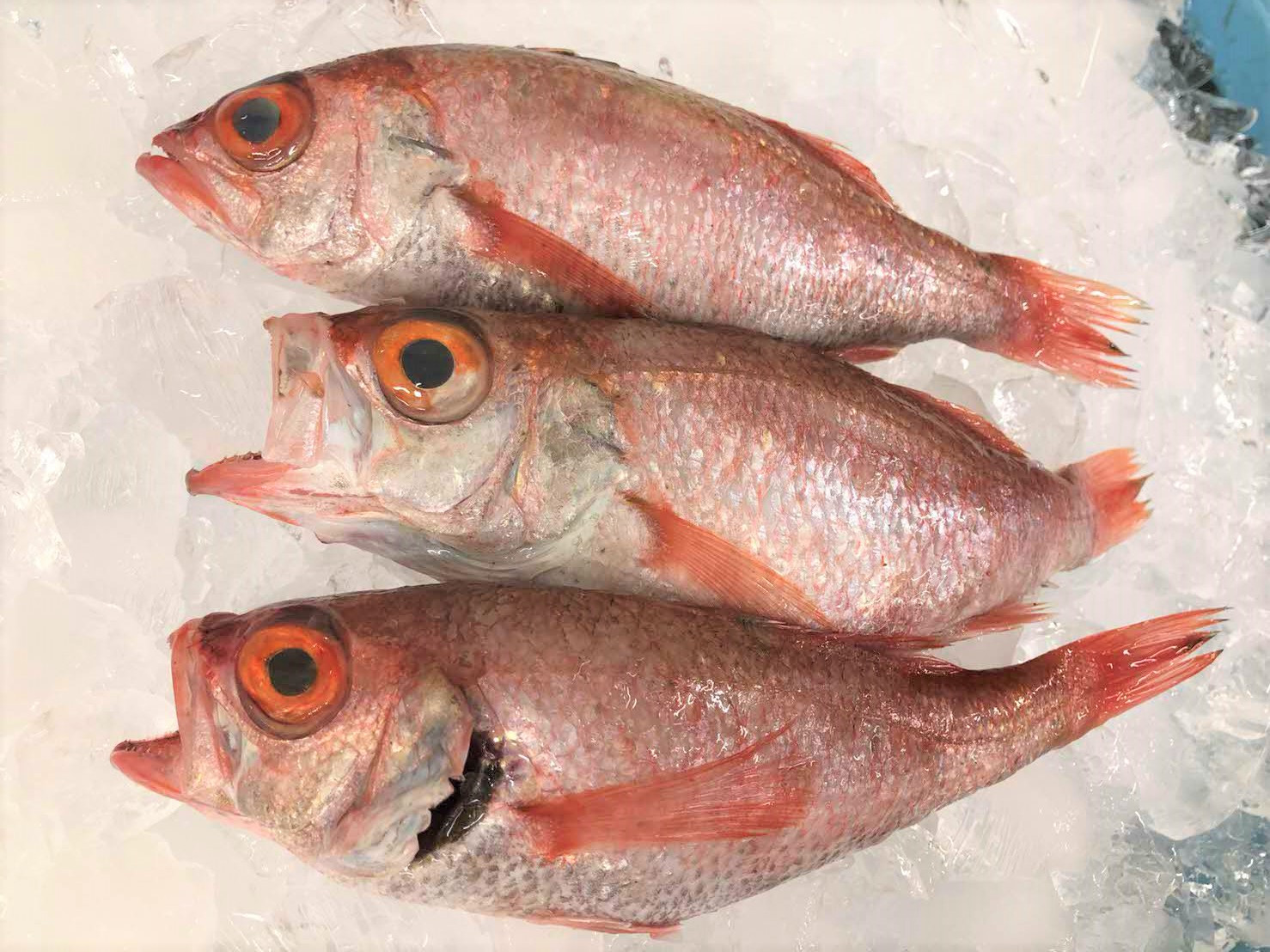 
旨脂！のどぐろ（鮮魚）３～4匹（計800g程度） 魚 鮮魚 海鮮 のどぐろ アカムツ 冷蔵 高級魚 下処理済 煮付け 塩焼き 【1523】
