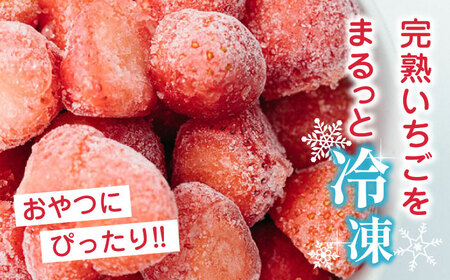 【全3回定期便】【数量限定】 熊本県産 冷凍イチゴ 計1.5kg ( 500g × 3P ) 熊本県産いちご 山都町産いちご 家庭用いちご フローズンいちご いちご国産いちご 熊本県産いちご 九州産い