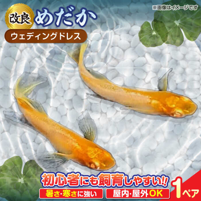 【ふるさと納税】改良メダカ ウェディングドレス 1ペア メダカ 水槽 観賞魚 愛西市 / 株式会社プロスパージャパン[AEAK009]