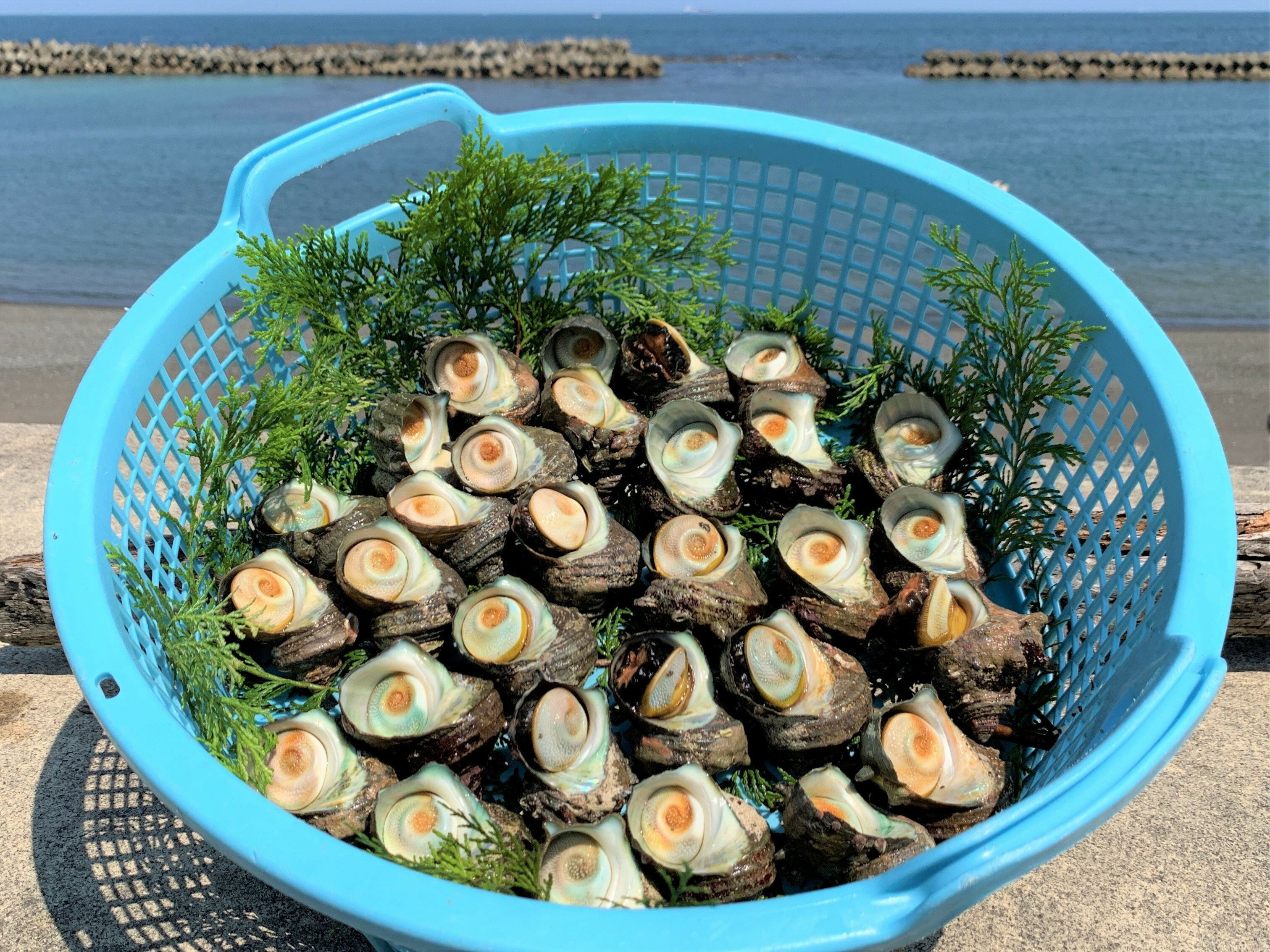 【ふるさと納税】 サザエ 3kg 新鮮 海鮮 海産物 魚介 魚貝 栄螺 貝 刺身 刺し身 お造り つぼ焼き グリル BBQ バーベキュー キャンプ 夏 ギフト 贈り物 グルメ お取り寄せ お中元 志摩産 特選 三重 志摩 伊勢志摩 30000円 3万円 三万円 今が旬