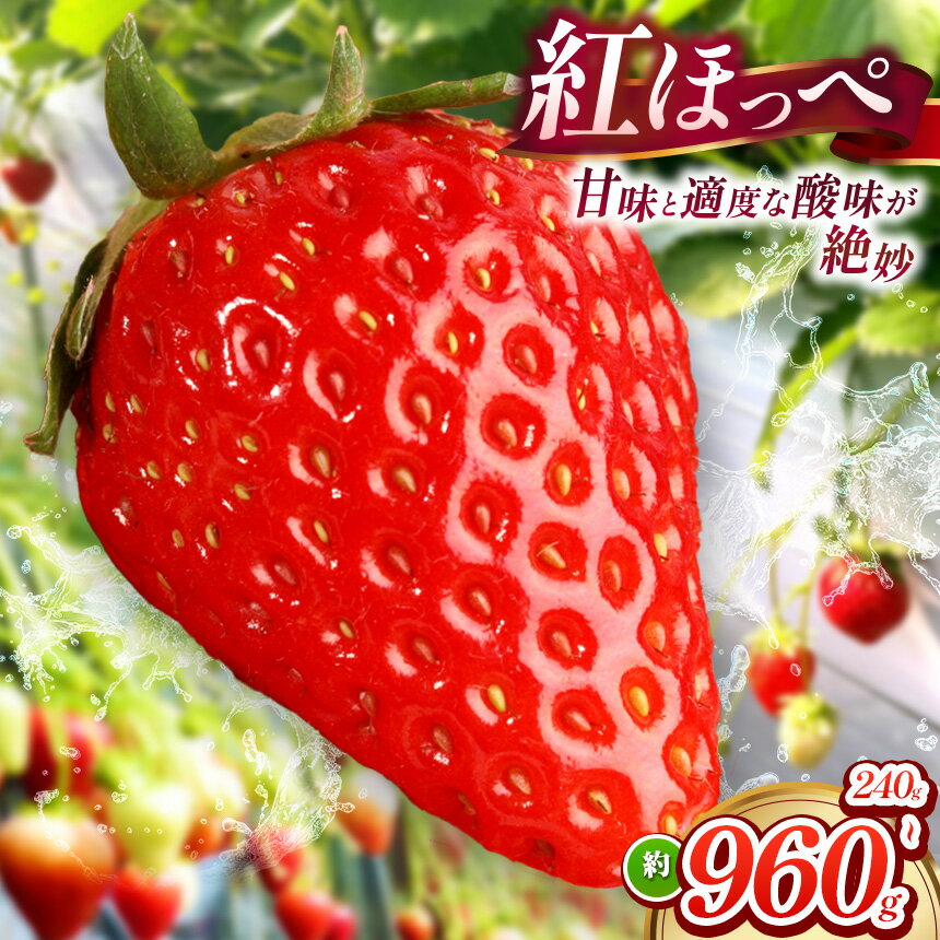 【 ふるさと納税 】 【 産地直送 】 紅ほっぺ 約240g ～ 約960g （ 令和8年1月初旬頃～順次発送予定 ） ｜ 紅ほっぺ いちご イチゴ 苺 産地直送 年内発送 選べる内容量 旬の味覚 贈答用 冬限定 果物 スイーツ 山口県 平生町