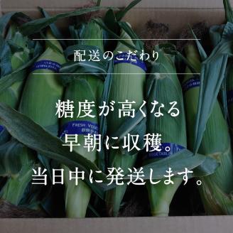 南部町産 朝採れスイートコーン（ホワイト種ホワイトショコラ）5kg箱 2025年収穫分＜数量限定＞