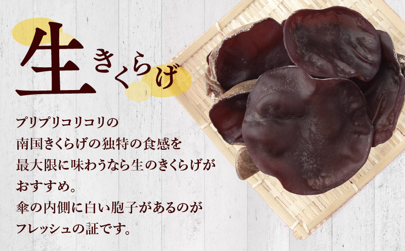 南国きくらげ 生・乾燥セットB　C070-003