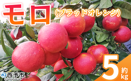 ＜モロ（ブラッドオレンジ）約5kg＞ 果物 フルーツ みかん ミカン 蜜柑 オレンジ 柑橘 もろ ぶらっどおれんじ 食べて応援 特産品 JA えひめ南農業協同組合 愛媛県 西予市 【常温】『2025年2月～3月迄に順次出荷予定』OEM0002