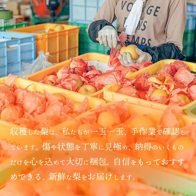 豊水梨 約5kg 09月下旬発送  梨 先行受付