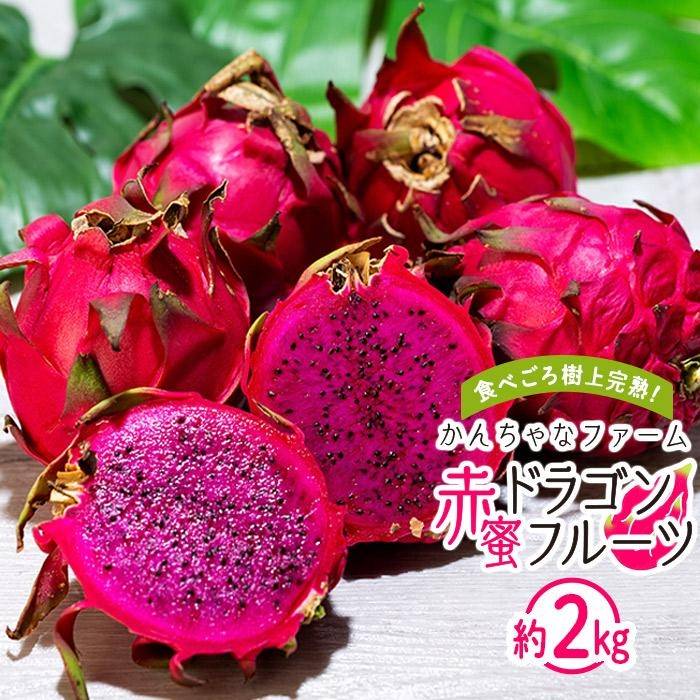 【ふるさと納税】奄美産 食べごろ樹上完熟『赤蜜ドラゴンフルーツ』約2kg（4〜8玉）【先行予約　7月~10月発送】 | 果物 くだもの フルーツ お取り寄せ グルメ 人気 おすすめ 九州 奄美 奄美大島 鹿児島 鹿児島県 送料無料 先行受付