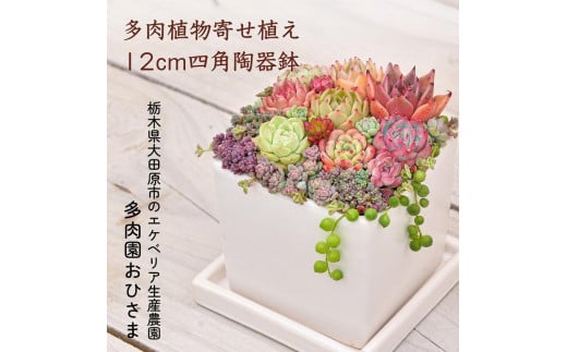 
【多肉植物】寄せ植え直径12cm四角陶器鉢
