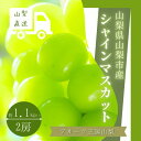 【ふるさと納税】シャインマスカット 2房 1.1kg以上 山梨県 山梨市産 _ ふるさと納税 ふるさと マスカット ぶどう ブドウ 葡萄 フルーツ 果物 くだもの 山梨 人気 送料無料【配送不可地域：離島】【1364649】