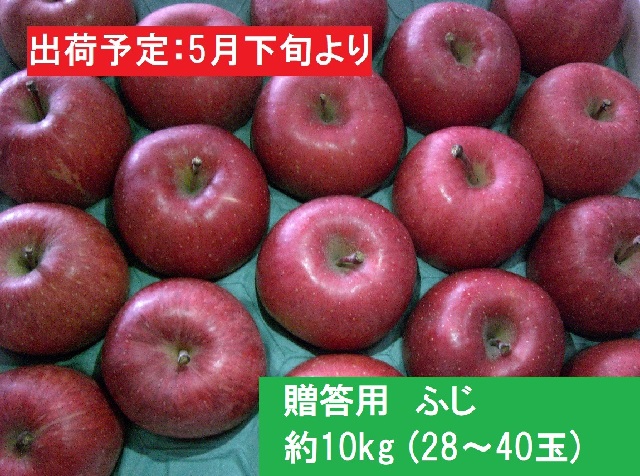 5～6月贈答用ふじ 約10kg（28～40玉）