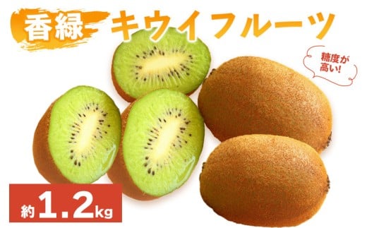 先行予約 キウイフルーツ 香緑 約1.2kg  果物 フルーツ キウイ グリーンキウイ こうりょく デザート スイーツ ケーキ ジュース ゼリー アイス シャーベット ジェラート フルーツ大福 ドライフルーツ  ギフト 家庭用 旬の果物 旬 ビタミンC 美容 健康 お取り寄せ グルメ 人気 おすすめ 香川県 丸亀市