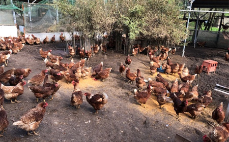 No.423 彩美卵　寿　20個