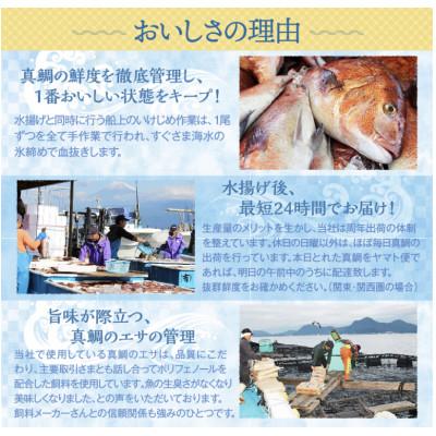 ふるさと納税 沼津市 沼津産　マダイのひもの20袋 |  | 03