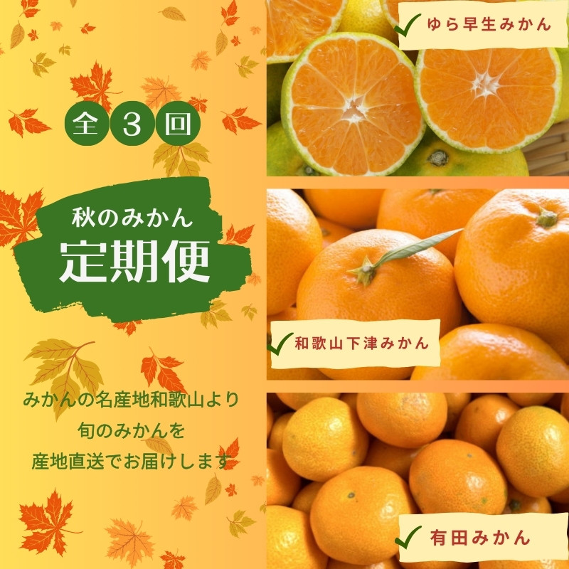 
            【3か月定期便】みかんの名産地和歌山発！秋のみかん定期便♪ゆら早生みかん・下津みかん・有田みかん / みかんセット 和歌山 柑橘 果物 フルーツ 希少 3回【tkb362】
          