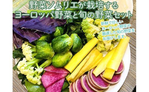野菜ソムリエが栽培するヨーロッパ野菜と旬の野菜セット ※着日指定不可 ※沖縄・離島への配送不可 ※2023年4月中旬～12月下旬頃に順次発送予定 | 野菜 詰合せ 詰め合わせ セット アソート 野菜ソムリエ こだわり ヨーロッパ野菜 西洋野菜 新鮮 人気 ギフト 贈答 贈り物 プレゼント お中元 お歳暮 茨城県 古河市 直送 農家直送 産地直送 送料無料 _CT01