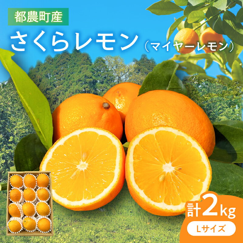 【ふるさと納税】≪期間限定≫ 都農町産 さくら レモン (マイヤーレモン) 計2kg 柑橘系 国産 グルメ 食品 果汁 果物 くだもの 青果 デザート はちみつ漬け ジャム マーマレード タルト ケーキ ドリンク ゼリー おすすめ おすそ分け 手土産 宮崎県 都農町 送料無料