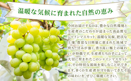 【先行予約】シャインマスカット 秀品 約1.2kg(2-5房) 日本フルーツ《2026年6月中旬-8月末頃出荷》熊本県 菊池市 ぶどう ブドウ 果物 フルーツ スイーツ デザート ギフト ご贈答