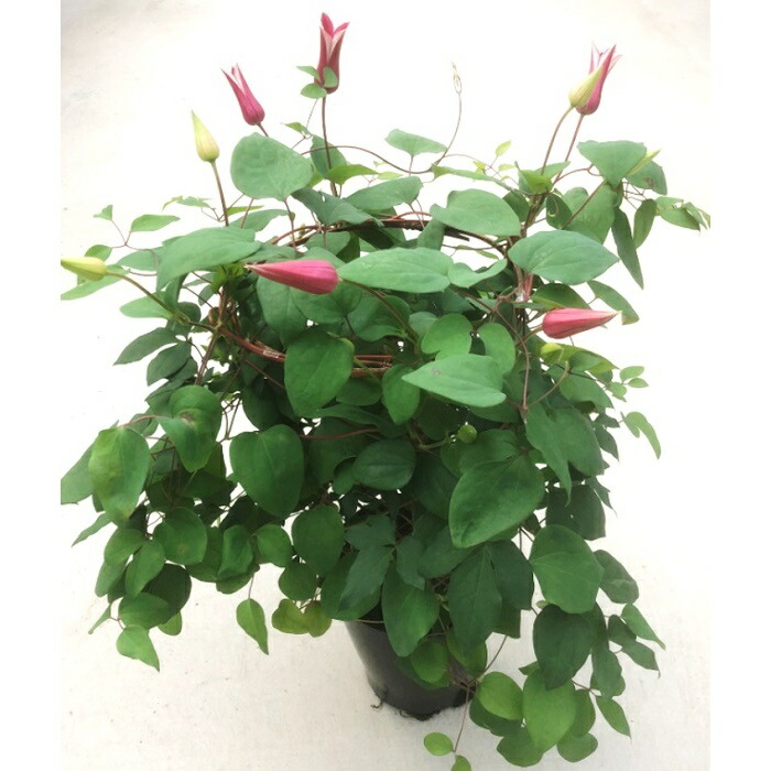 【2026年 先行予約】クレマチス プリンセスダイアナ 5号 赤系 | 根本園芸 【53850-002-02】