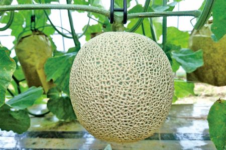 【先行予約／数量限定】京都丹後産 セリーヌメロン 1玉入り（2025年7月～発送）　国産 メロン めろん フルーツ ふるーつ 果物 くだもの 農家応援 生産者応援 AM00672