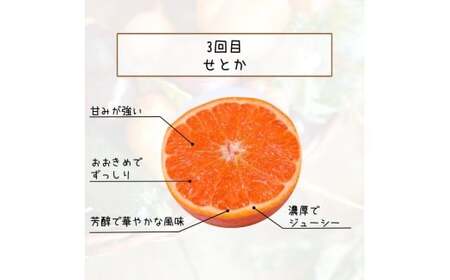 【全3回定期便】柑橘定期便【tkb606】