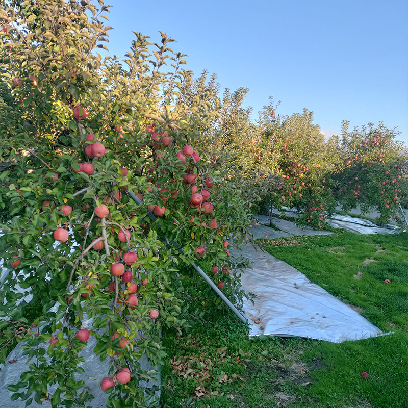 【ご家庭用】サンふじリンゴ 5kg (12～20玉) FY25-359