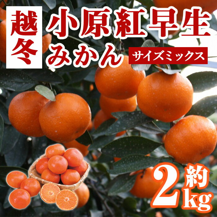 【ふるさと納税】＜先行予約！2027年1月上旬以降順次発送予定＞香川県産 越冬小原紅早生みかん(約2kg/サイズミックス) 国産 果物 果実 くだもの フルーツ みかん 蜜柑 新登場 【man360】【Aglio nero】