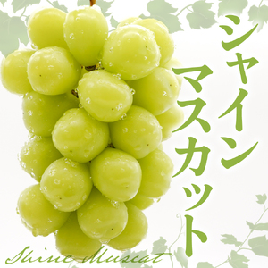 【2025年産　先行予約】山形県東根市産　シャインマスカット　約650ｇ　hi074-010-1　令和7年産 2025年産 ふるさと納税 フルーツ 果物 くだもの　シャインマスカット 期間限定 冷蔵配