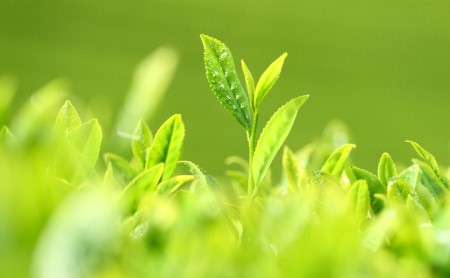 宇治抹茶　春香の昔