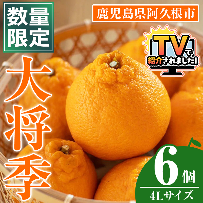 ＜先行予約受付中！2027年1月中旬以降順次発送予定＞数量限定！大将季 (6個・4Lサイズ) 柑橘 フルーツ 果物 国産 みかん 期間限定 不知火 しらぬい シラヌイ ミカン【株式会社土曜日】akn069-12