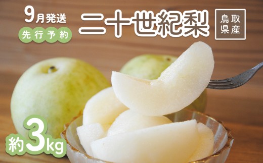 【2026年 先行予約】二十世紀梨 3kg 進物用｜鳥取 山根農園 梨 2026年収穫後 9月頃～順次発送予定※着日指定不可【41064】
