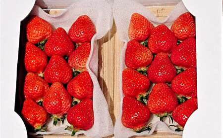 あまおうデラックス 約280g×4パック 計1.12kg 苺 いちご フルーツ 国産 冷蔵 【2027年2月上旬～4月下旬発送予定】