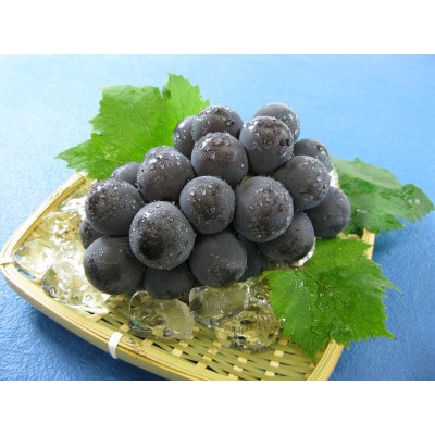 【2026年8月下旬より発送】岡山県産　ニューピオーネ1房(600g以上)　※先行受付【配送不可地域：離島】【1356777】