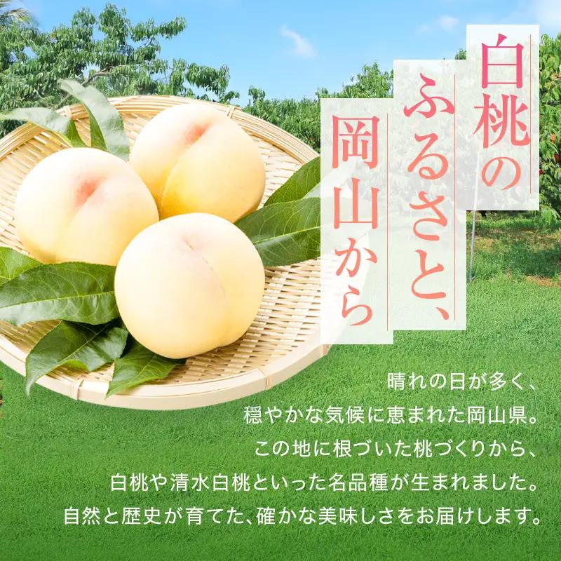 桃 先行予約 赤磐の 白桃 約2.0kg 6～8玉 JA晴れの国 糖度センサー選果 もも モモ 桃
