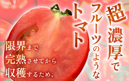 先行予約 福井県坂井市産 ミディトマト 越のルビー 1kg (約20～40個) 2026年10月中旬以降順次発送予定 野菜 とまと トマト ミディトマト [A-22201]