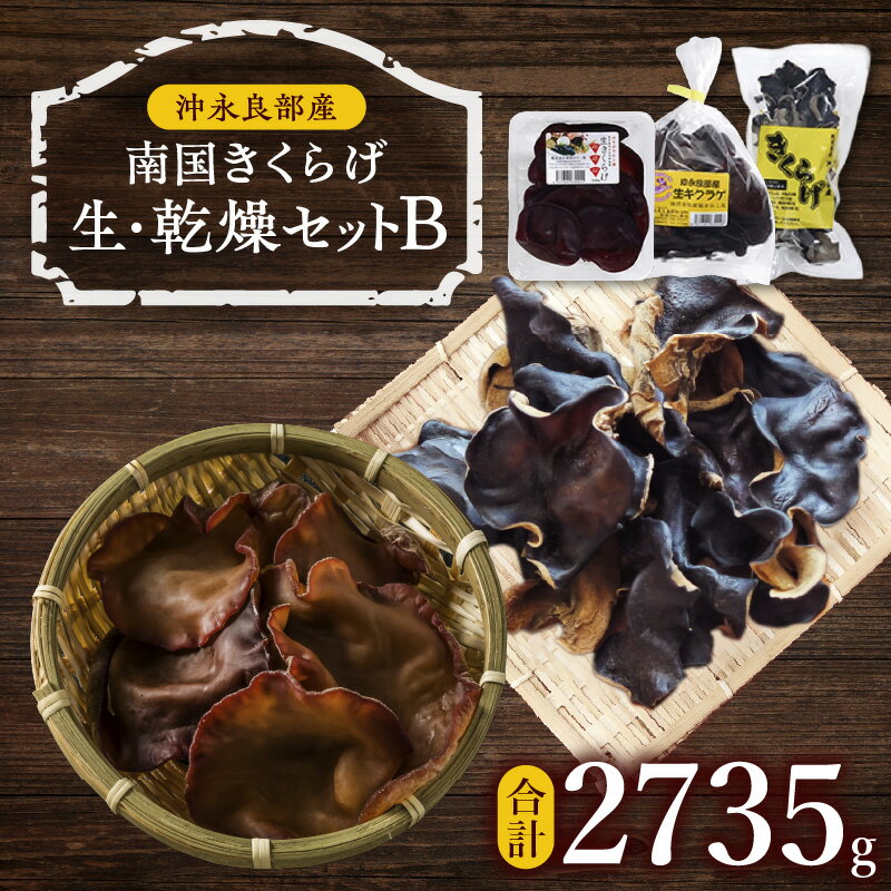 【ふるさと納税】南国きくらげ 生・乾燥 セットB きくらげ キクラゲ 有機成分 ミネラル 歯ごたえ 肉厚 バガス 野菜 沖永良部産 生きくらげ 生キクラゲ 乾燥きくらげ 料理 中華炒め 中華スープ 美味しい 南国きのこ苑 鹿児島 知名町 おすすめ ランキング プレゼント ギフト