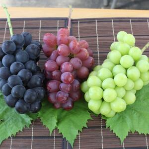 シャインマスカット含む皮ごと3色食べ比べセット約1.5kg(3～4房)【配送不可地域：離島】【1613578】