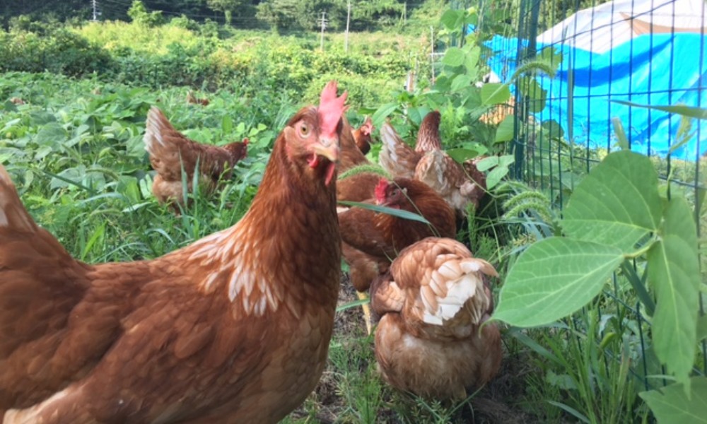 信州小川村　有機飼料を食べて育った、栄養たっぷりの朝採れ卵を当日出荷
